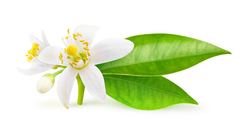 Isolated,Orange,Flowers.,Blossoming,Branch,Of,Orange,Tree,Isolated,On