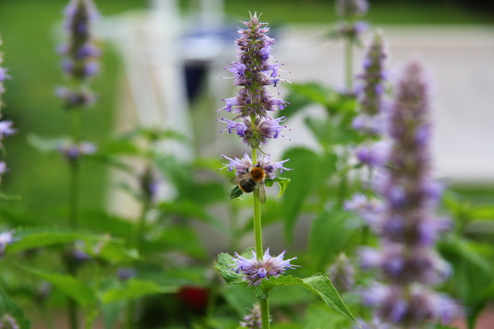 Patchouli,With,Flowers,In,Summer